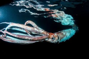 Кальмар гигант