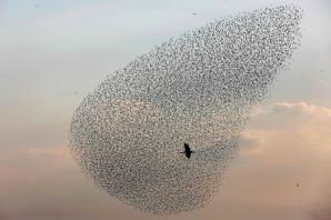 Мурмурация скворцов