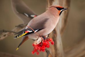 Птички с хохолком в сибири