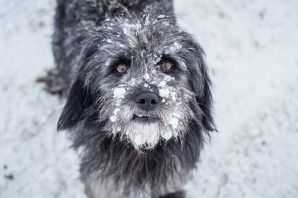 Самая волосатая собака