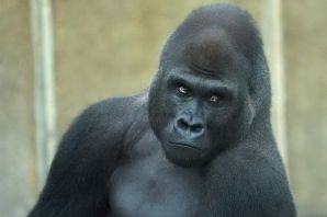 Шимпанзе без шерсти