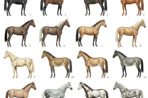 Соловая масть лошадей