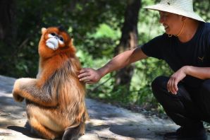 Золотистая обезьяна