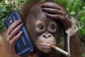 Обезьяна с айфоном