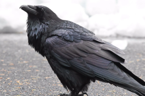 Самый большой ворон