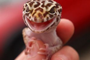 Милый эублефар