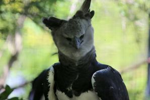 Американская гарпия
