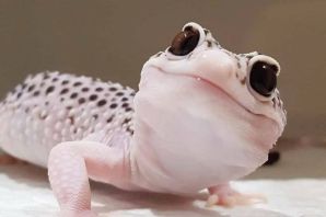 Белый эублефар