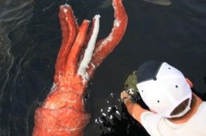 Самый большой кальмар
