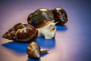 Зубы улитки