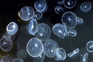 Животное планктон