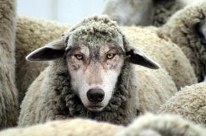 Волк среди овец