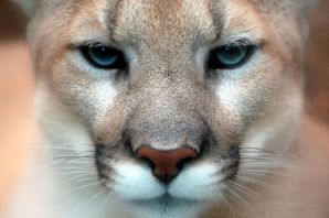 Обои на телефон пума