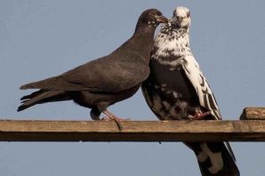 Агасиевские голуби