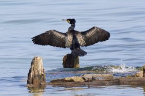 Белый баклан