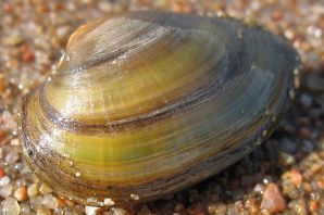 Речные улитки