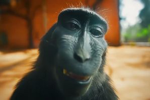 Обезьяна с плеером