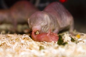 Лысый слепыш