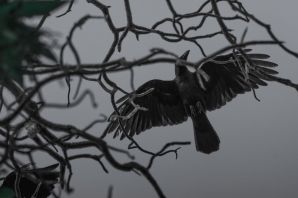 Карканье вороны