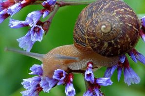 Разновидности улиток