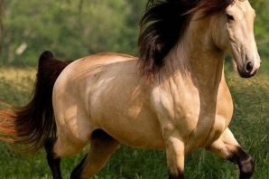 Животное мустанг