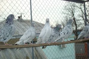 Андижанские голуби