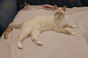 Ред поинт кошки