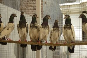 Иранские голуби