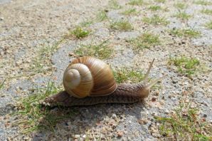 Ядовитые улитки