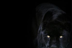 Обои на телефон пантера