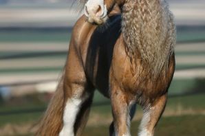 Шайрская лошадь