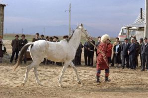 Туркменская лошадь