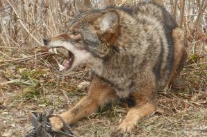 Шакал и койот