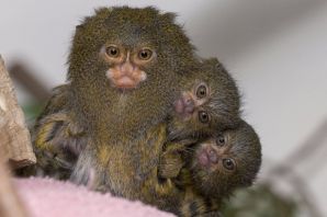 Мармазетки и игрунки