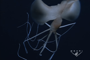 Длиннорукий кальмар