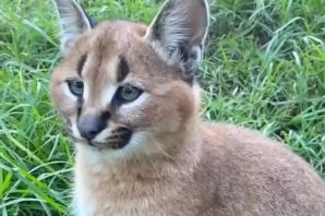 Животное шлепа