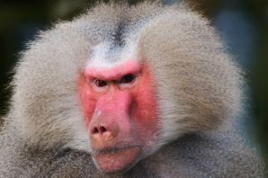 Обезьяна с помадой