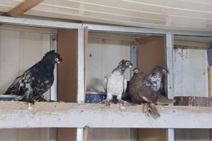 Двухчубые голуби