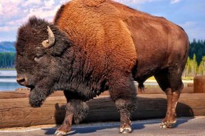Животное бизон