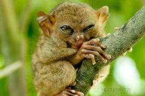 Животное бебра