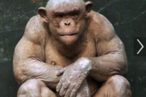 Лысый шимпанзе джамбо