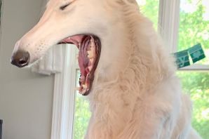 Собака с большим носом