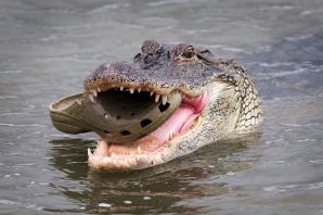 Крокодил животное