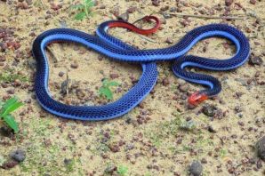 Двухполосая железистая змея
