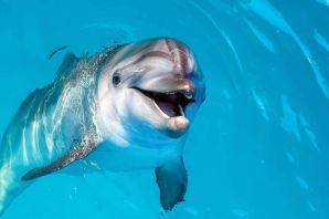 Зубы дельфина