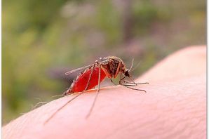 Малярийный комар в россии