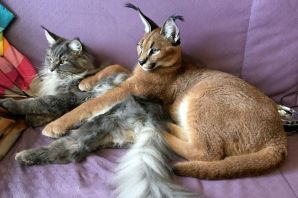 Ласковые породы кошек
