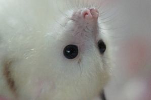 Летучая мышь альбинос