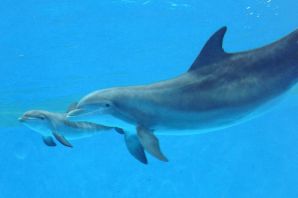 Дельфин гектора
