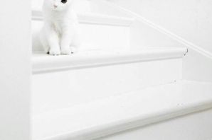 Серо белый котенок